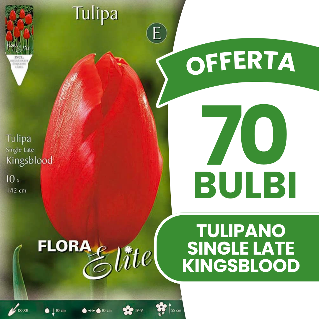 Offerta 70 Bulbi di Tulipano Single Late Kingsblood