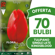 Offerta 70 Bulbi di Tulipano Single Late Kingsblood