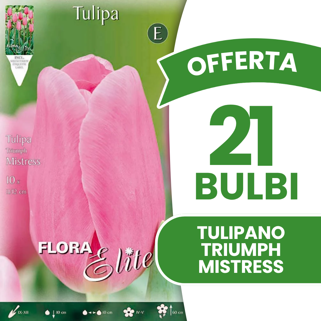 Offerta 21 Bulbi di Tulipano Triumph Mistress