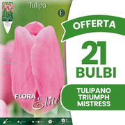 Offerta 21 Bulbi di Tulipano Triumph Mistress