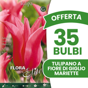 Offerta 35 Bulbi Tulipano a Fiore di Giglio Mariette