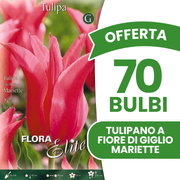 Offerta 70 Bulbi Tulipano a Fiore di Giglio Mariette