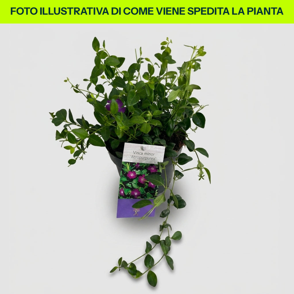VIRCA ATROPURPUREA IN EINEM 16-CM-TOPF