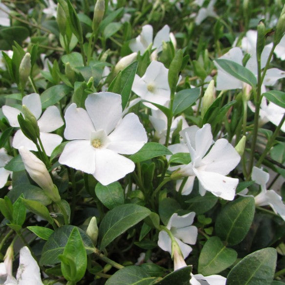 VINCA MINOR ALBA FIORE BIANCO IN VASO 15CM