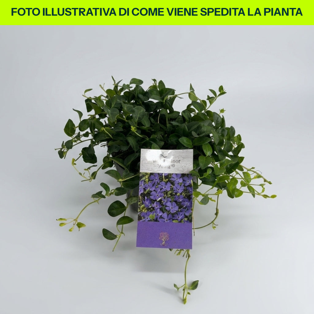 Vinca Minor en pot de 16 cm