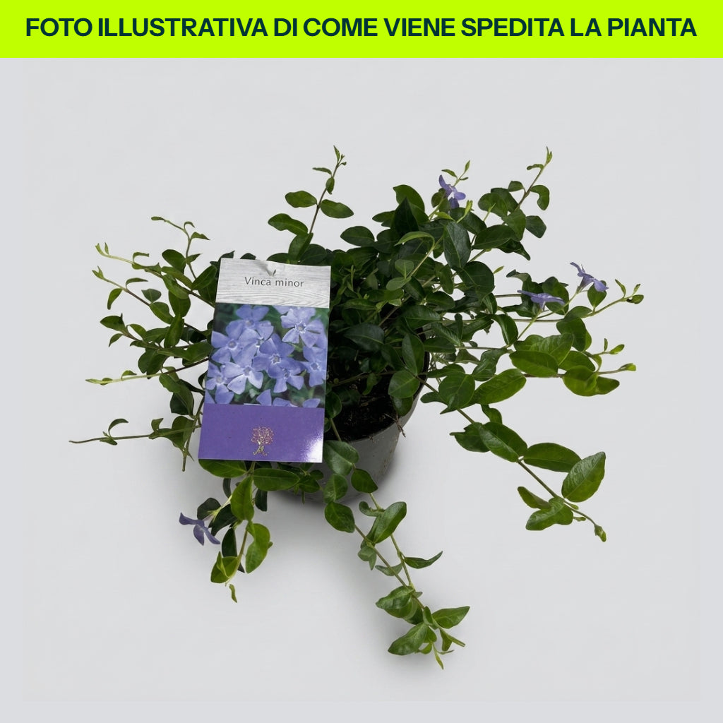 Vinca Minor bleue en pot de 17 cm