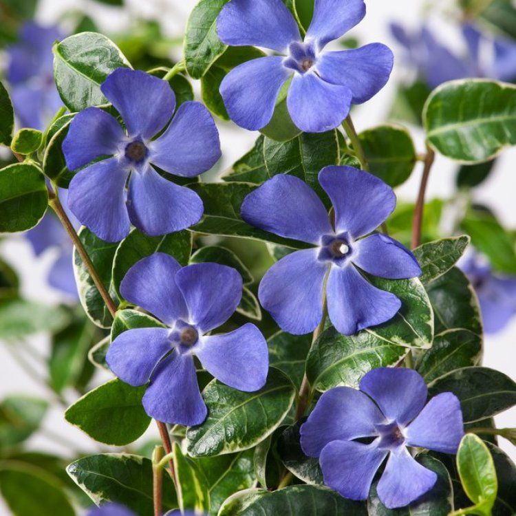 VINCA RALPH SHUGERT IN VASO 15CM