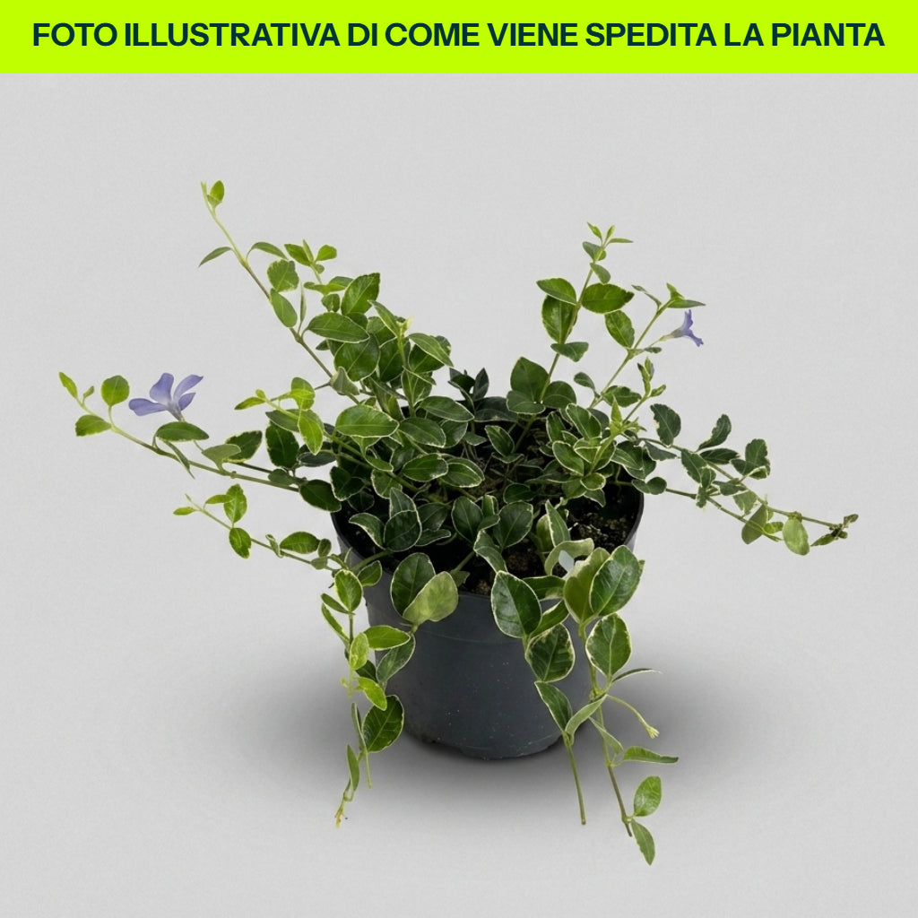 VINCA RALPH SHUGERT IN VASO 15CM