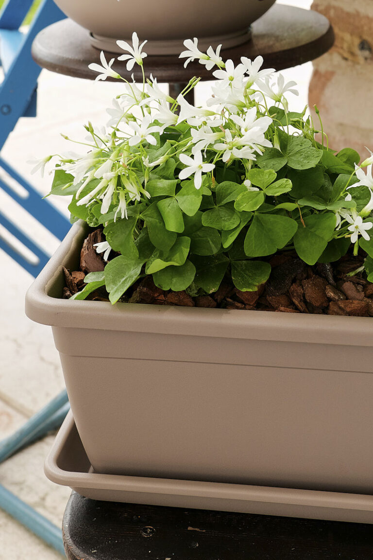 Sottocassetta Naxos 60x20xH4.5CM Bronzo VECA
