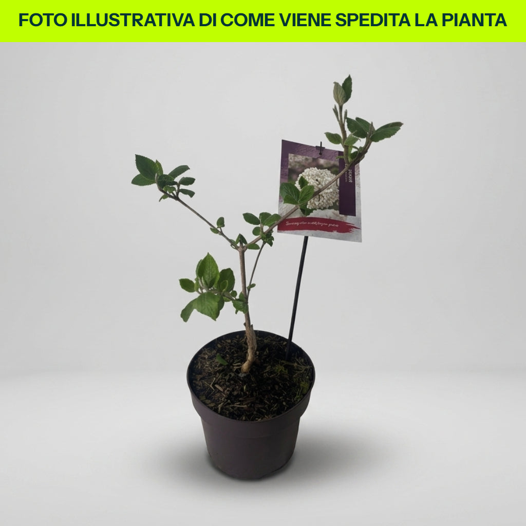 Viburno Carlcephalum in Vaso da 19cm