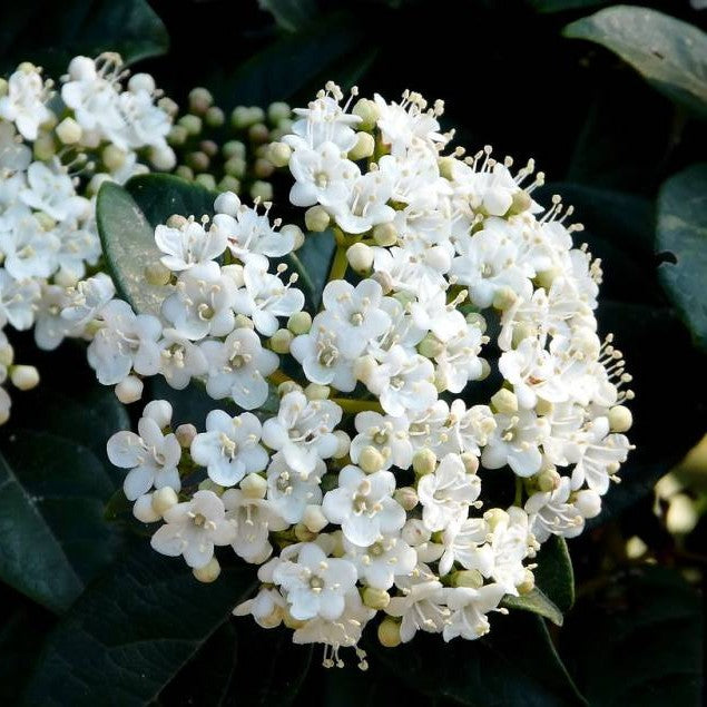 Viburno Tinus in Vaso da 23cm