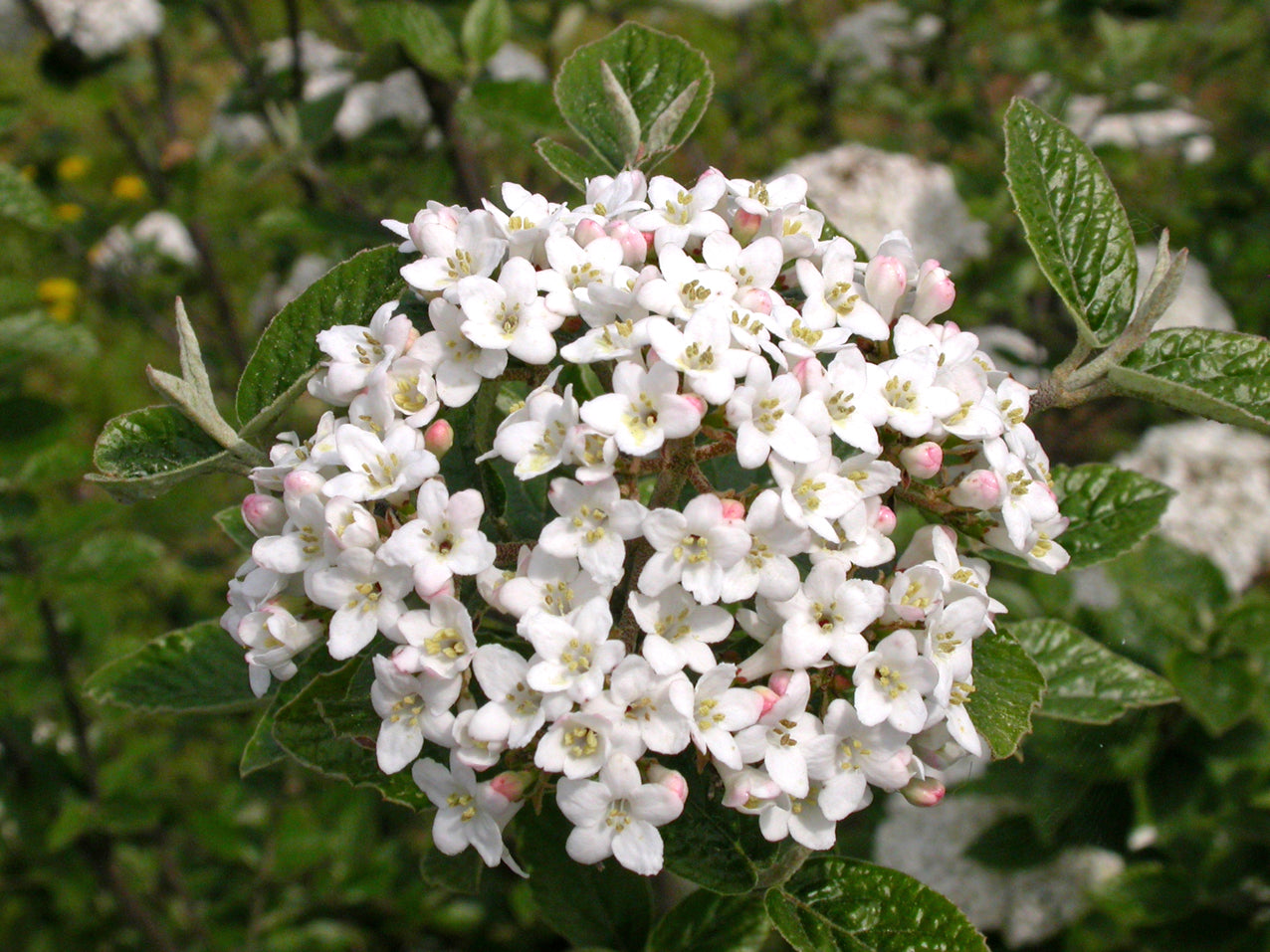 Viburnum BurkwoodII in Vaso da 19cm