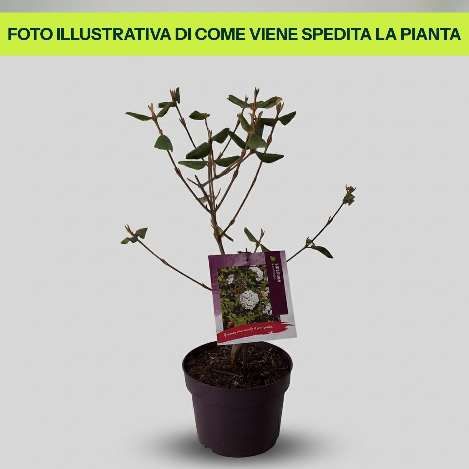 Viburnum BurkwoodII in Vaso da 19cm