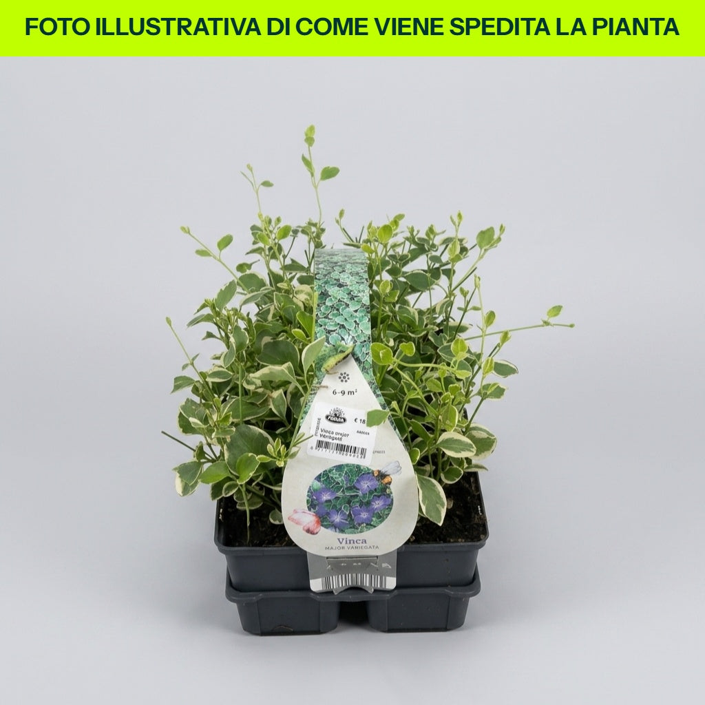 VINCA MAJOR VARIÉTÉ POT DE 18 CM