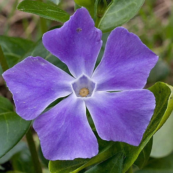 VINCA MAJOR VARIÉTÉ POT DE 18 CM