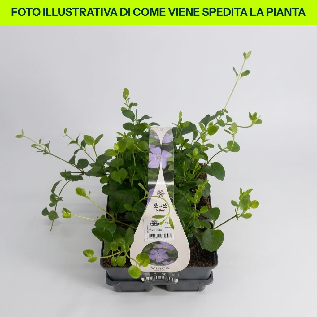 VINCA MAJOR VARIÉTÉ POT DE 18 CM
