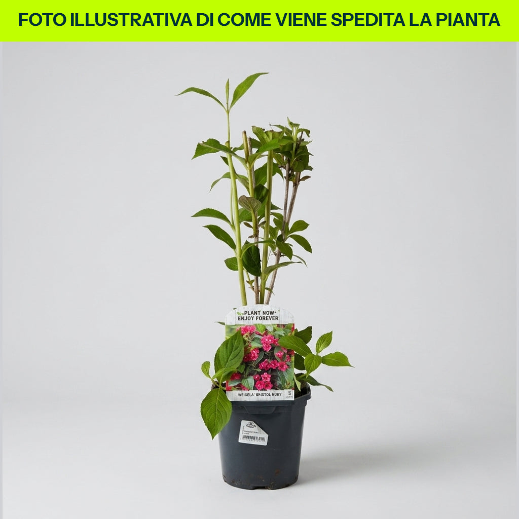 Guzmania Yeltix im 12-cm-Topf