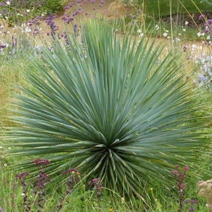 Yucca Rostrata in vaso da 24cm