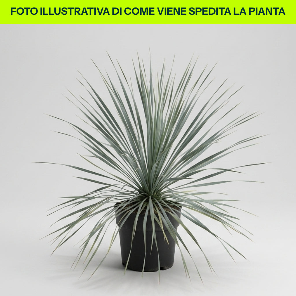 Yucca Rostrata in vaso da 24cm