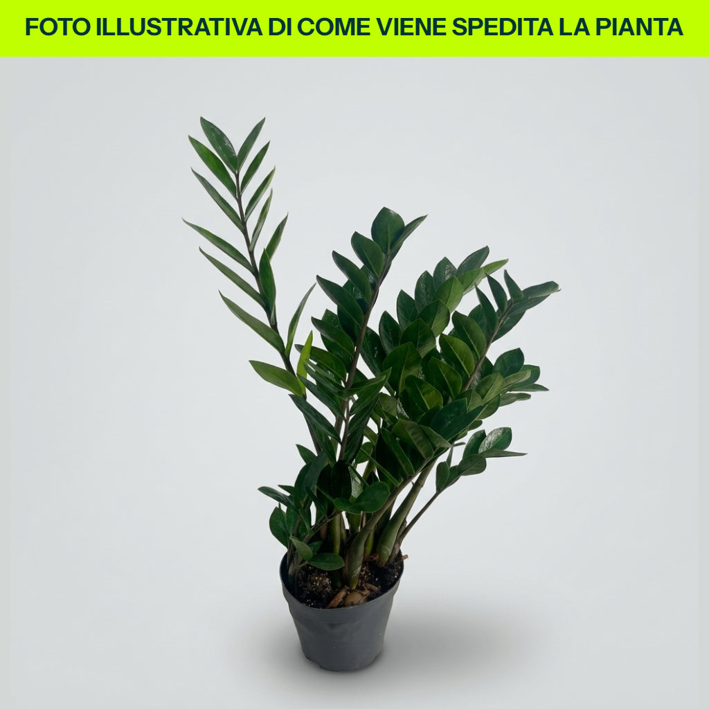 ZAMIOCULCAS EN POT DE 17CM