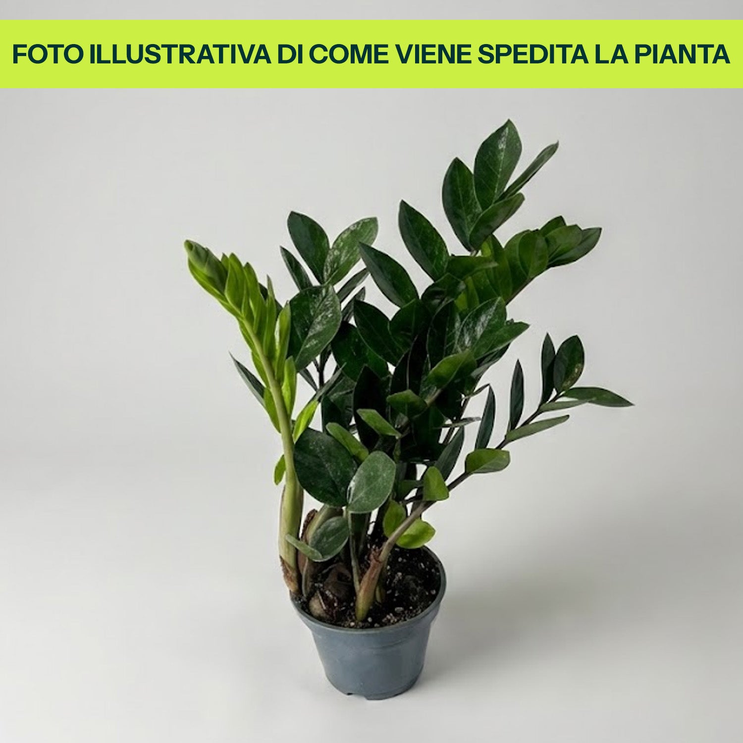 Zamioculcas in Vaso da 12cm