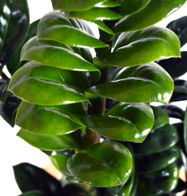 Zamioculcas Zenzi in Vaso da 11cm