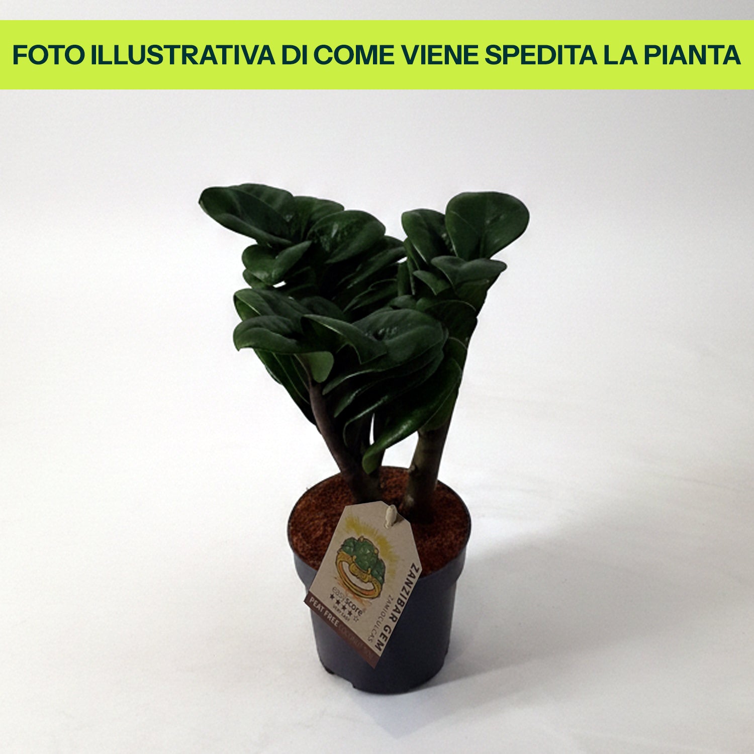 Zamioculcas Zenzi in Vaso da 11cm