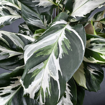 Calathea Stella in vaso da 19cm
