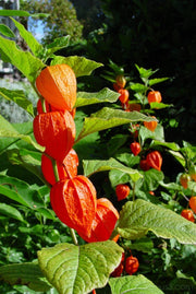 PHYSALIS ALKEKENGI CHINESE LANTERN VASO 19CM