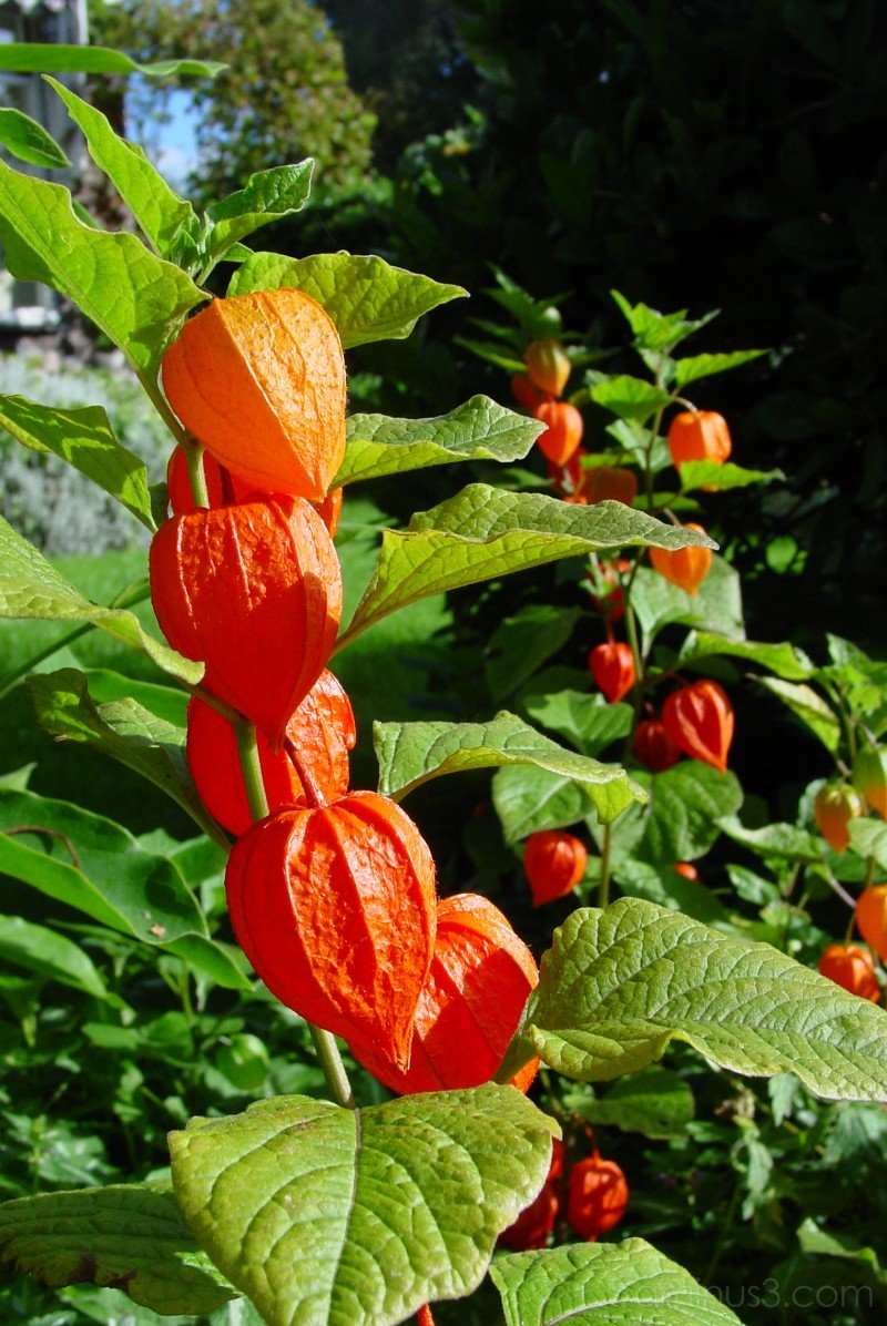 PHYSALIS ALKEKENGI CHINESE LANTERN VASO 19CM