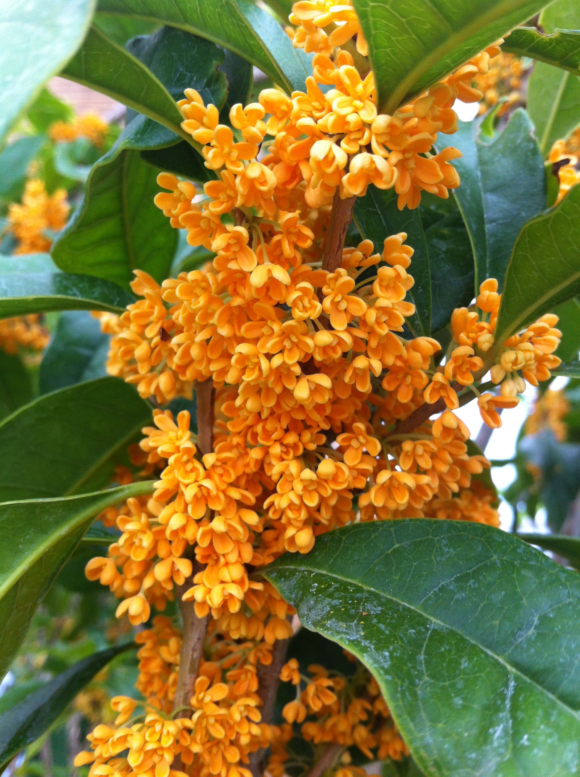 OSMANTHUS FRAGRANS OLEA FRAGRANS ARANCIO VASO 20CM