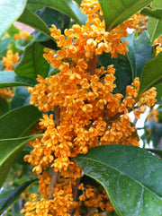 OSMANTHUS FRAGRANS OLEA FRAGRANS ARANCIO VASO 24CM