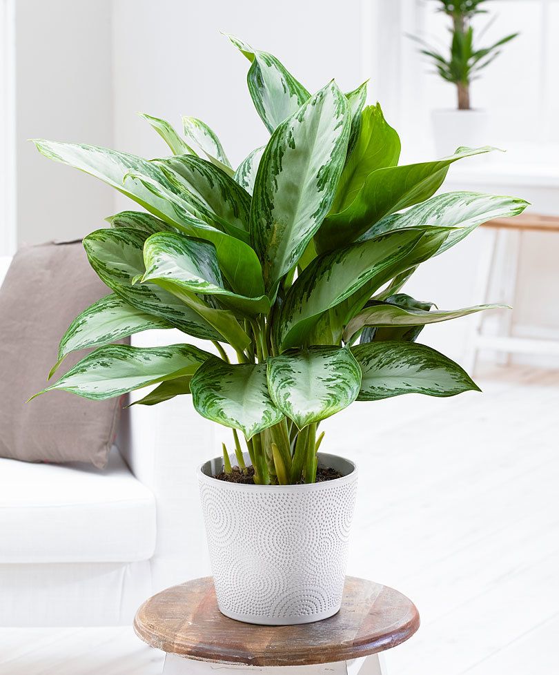 AGLAONEMA SILVER BAY VASO 17CM