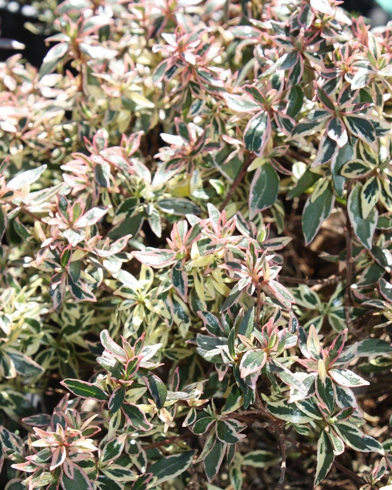 ABELIA GRANDIFLORA CONFETTI VASO 18CM