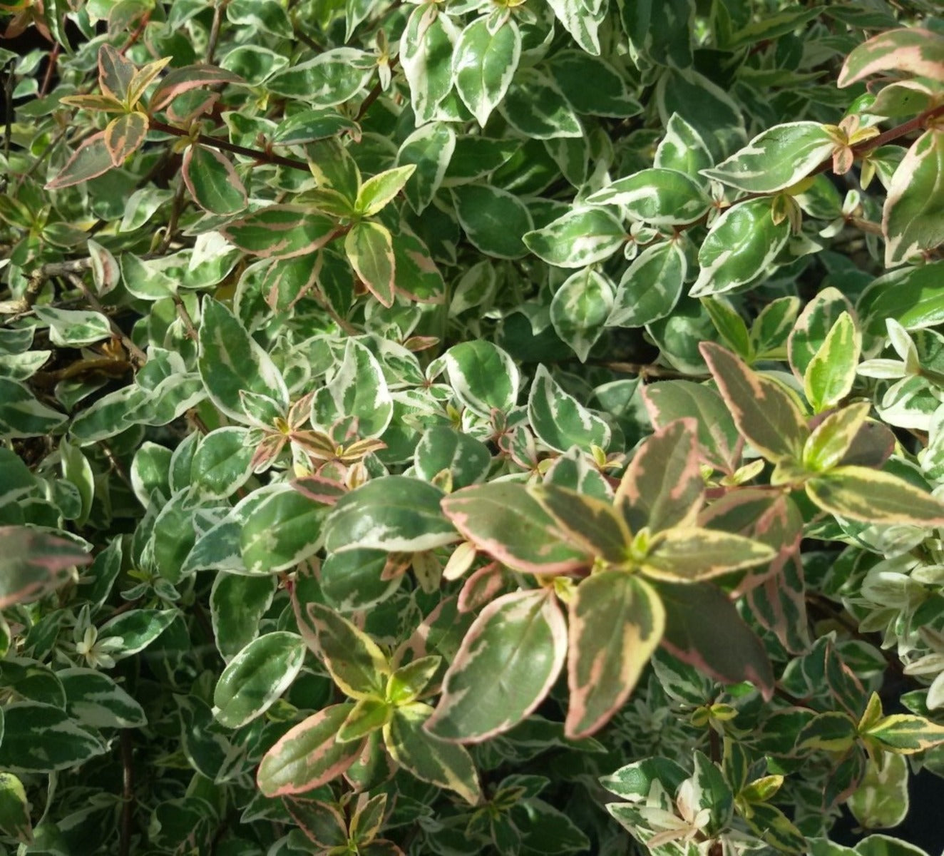 ABELIA GRANDIFLORA SPARKLING SILVER VASO 17CM