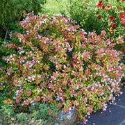 ABELIA GRANDIFLORA VASO 18CM