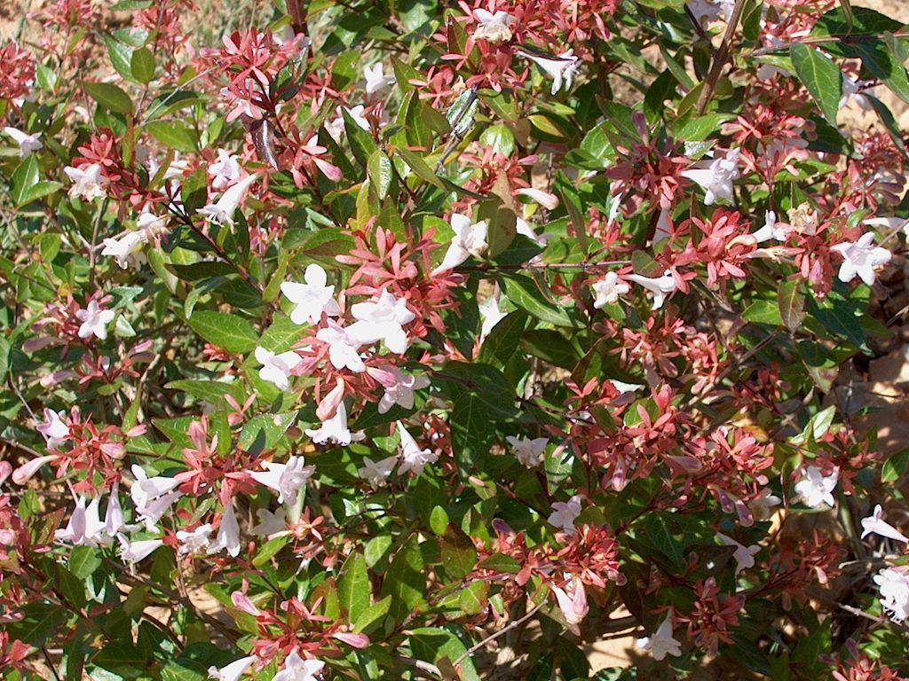 ABELIA GRANDIFLORA VASO 24CM