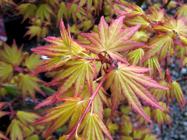 ACERO PALMATUM ORANGE DREAM IN VASO 19CM