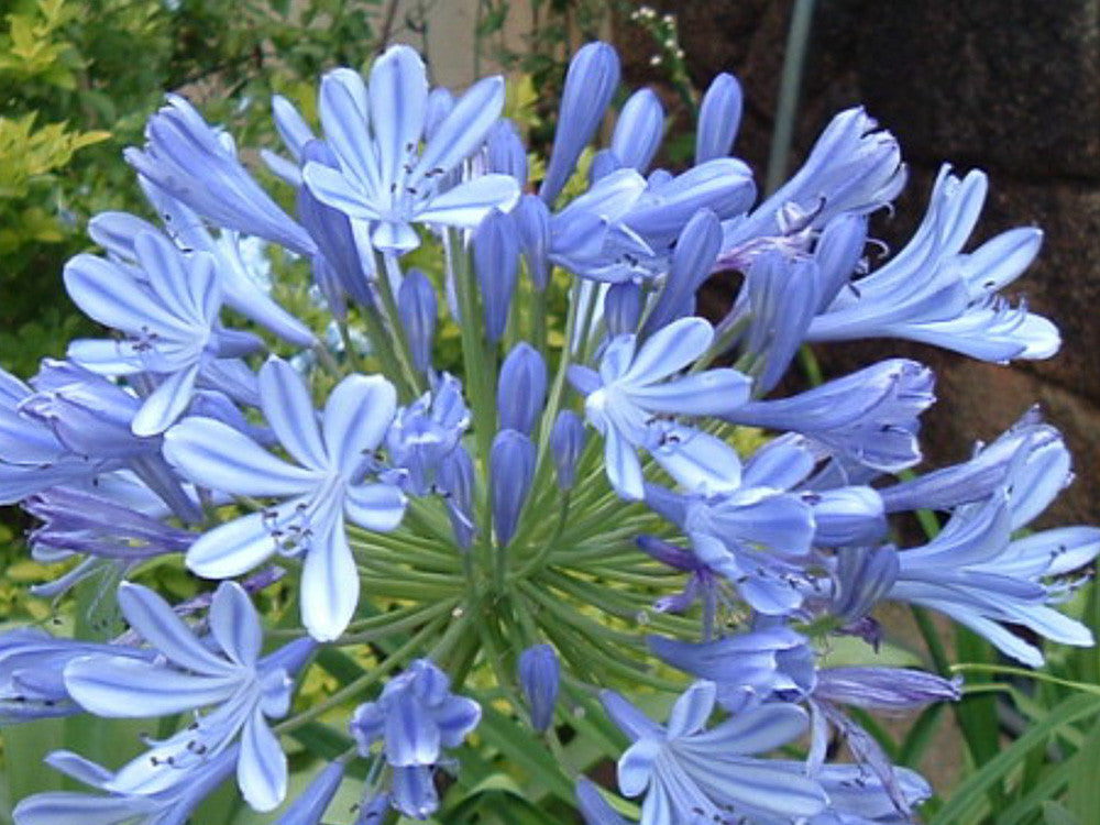 AGAPANTHUS COLORE ASSORTITO VASO 16CM
