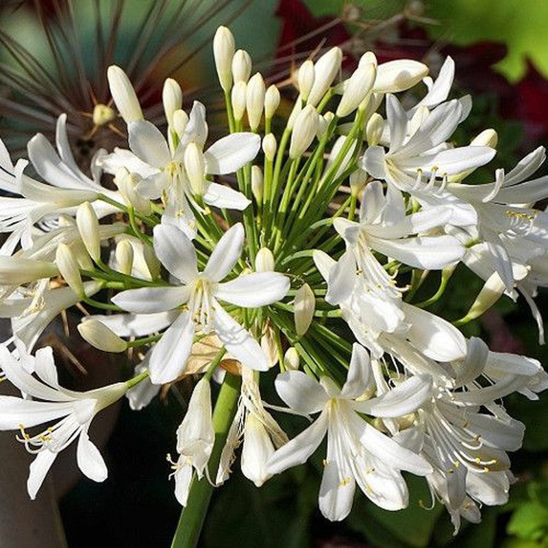 AGAPANTHUS COLORE ASSORTITO VASO 16CM