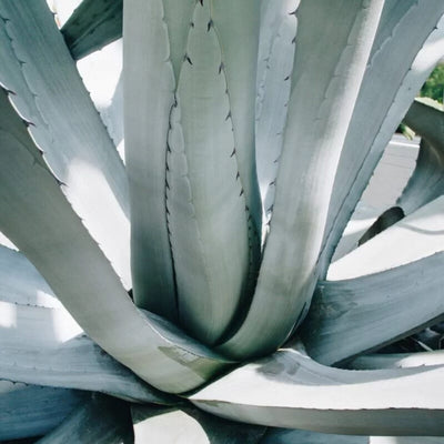 Agave Americana in vaso da 24cm