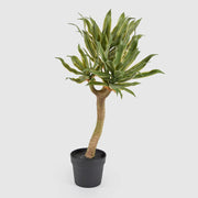 AGAVE CHIC CON VASO H70CM