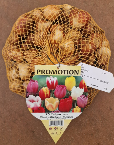 OFFERTA 75 TULIPANI LONGSTEMMED MIX COLORI