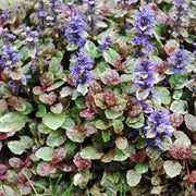 AJUGA REPTANS BURGUNDY GLOW VASO 18CM