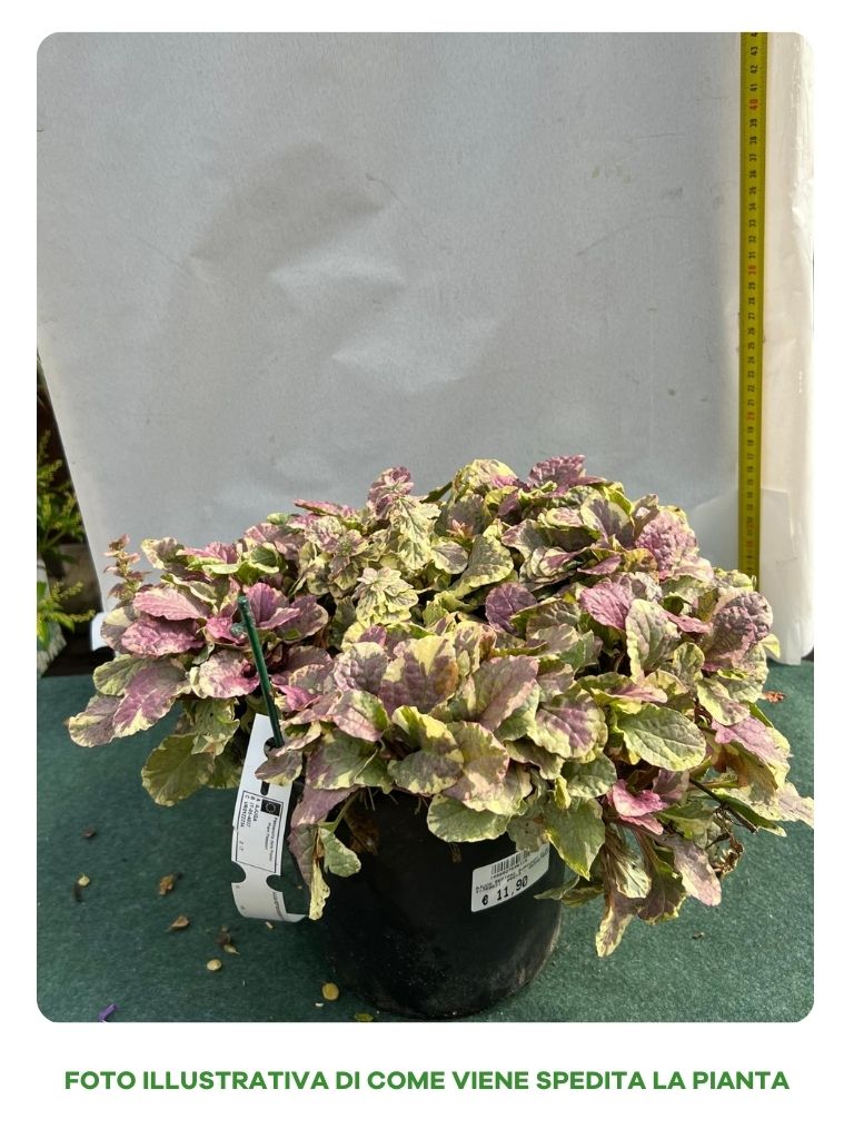 AJUGA REPTANS BURGUNDY GLOW VASO 18CM
