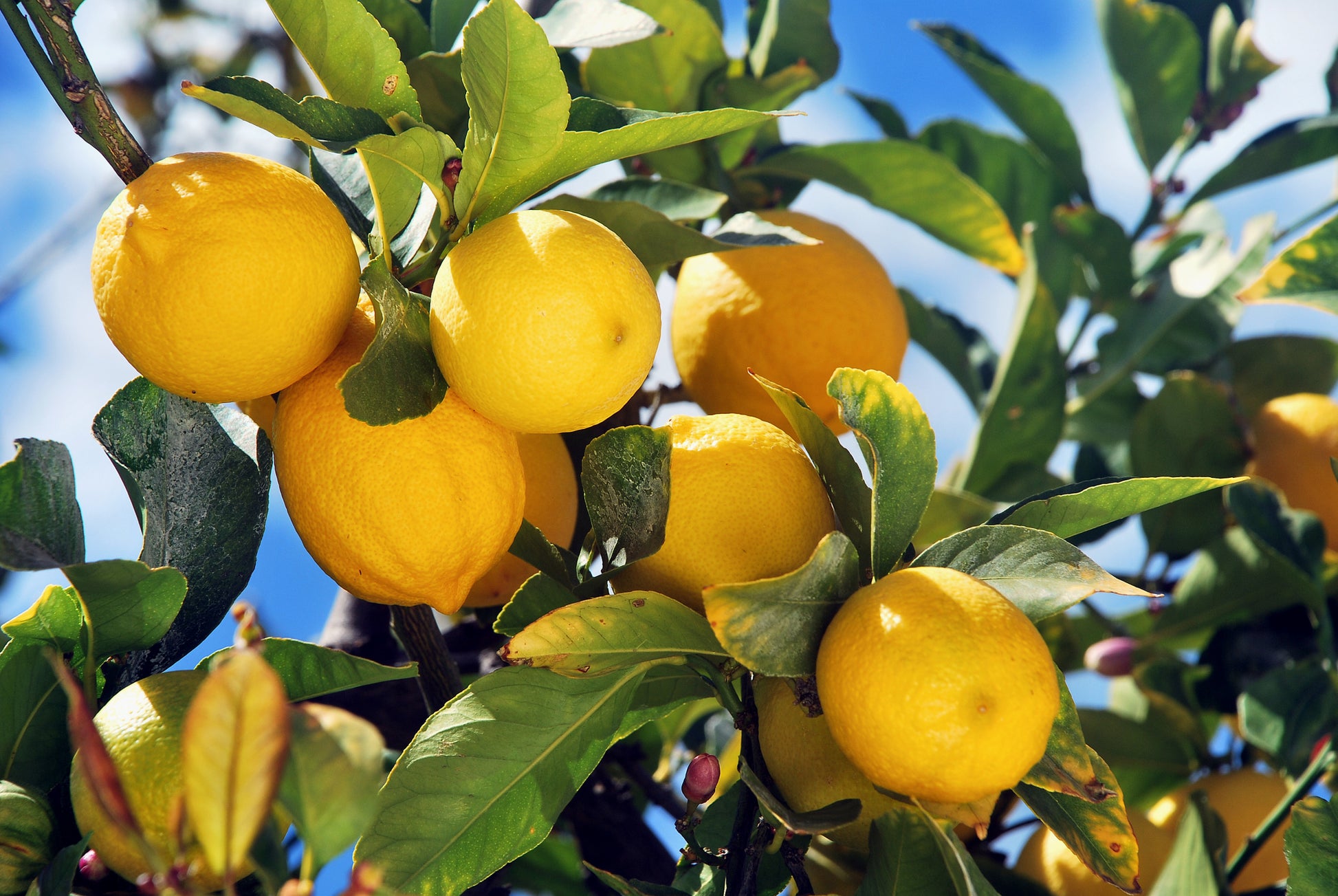 LIMONE CITRUS LIMON IN VASO 15CM