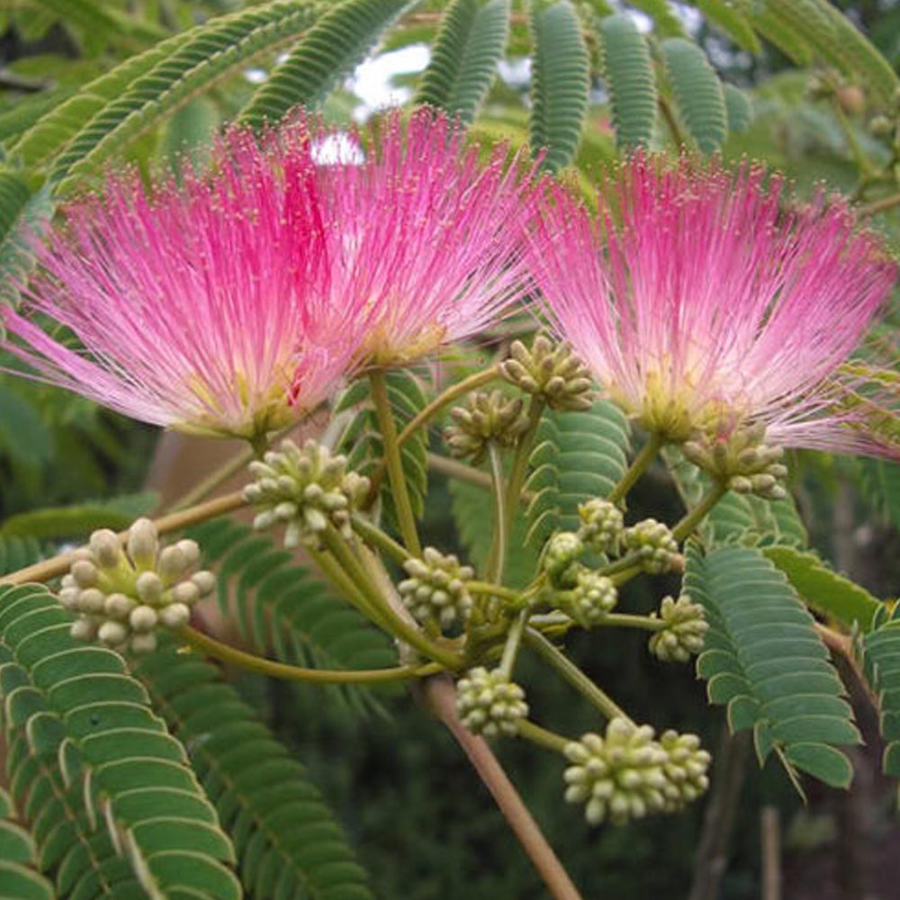 ALBIZIA JULIBRISSIN OMBRELLA IN VASO DA 19CM