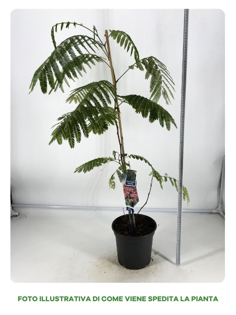 ALBIZIA JULIBRISSIN OMBRELLA IN VASO DA 19CM