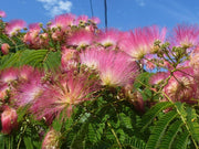ALBIZIA JULIBRISSIN ROSEA MIMOSA DI COSTANTINOPOLI VASO DA 19CM