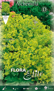 ALCHEMILLA MOLLIS (PACKUNG MIT 3 GLÜHBIRNEN)